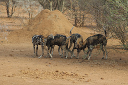 African Wild Dogs